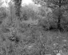 Burke Property, Forest View