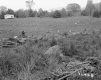Burke Property, Field and Forest