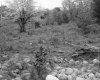 Burke Property, Field and Forest