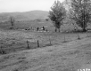 Squier Property, Cows in Pasture