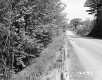 Hamilton Property, Forest along Rural Road