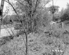 Hamilton Property, Trees along Rural Road