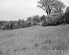 Hamilton Property, Field and Trees
