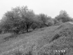 Hamilton Property, Orchard