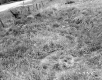 Hamilton Property, Spring