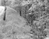 Hamilton Property, Forest along Rural Road