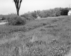 Stannard Property, Open Field