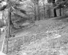 Stannard Property, Forest View