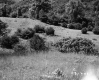 Grassy Hillside on LaPlante Property