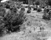 Grassy Hillside on LaPlante Property