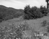 Grassy Hillside on LaPlante Property