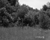 Grassy Field with Barbed Wire Fence