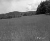 Grassy Field with Hilly Forest