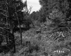 Dense Forest with Piles of Broken Wood