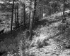 Forested Hillside Covered In Ferns