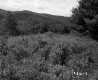 Thick Vegetation in a Meadow in the Harrington Property