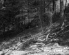 Forest Floor on the Pray Property 