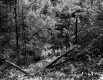 Dense Forest on the Pray Property