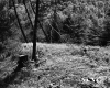 Forest on the Parnto Property