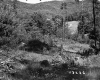 Forest on the Parnto Property
