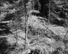 Forest on the Parnto Property