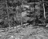 Forest on the Parnto Property