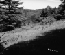 Forest on the Parnto Property