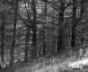 Thick Forest on the Parnto Property