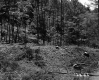 Forest and Logging on the Parnto Property