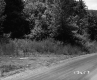 Dirt Road Along Trees