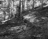 Forested Property 