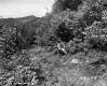 Dense Forested Hillside on the Adolph Property