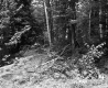 Dense Forest on the Adolph Property