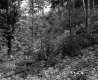 Dense Forest on the Adolph Property