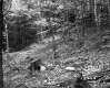 Forested Hillside