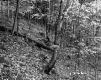 Forested Hillside