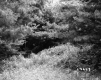 Dense Forest in Sharon