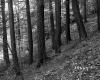 Forested Hillside in Sharon