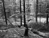 Forest in Sharon