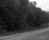 Forest Next to a Paved Road in Sharon