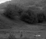 Trees on the Hillside of the Gibson Property