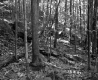 Forested Landscape on the Lyman Property