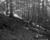 Forested Landscape on the Lyman Property
