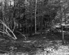 Forest on the Lyman Property