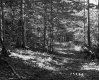 Forest on the Lyman Property