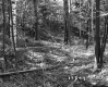 Forest on the Lyman Property