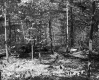 Forest on the Lyman Property