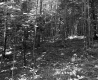 Forest on the Lyman Property