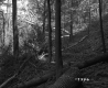 Forest on the Lyman Property