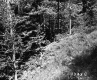 Forest on the Lyman Property